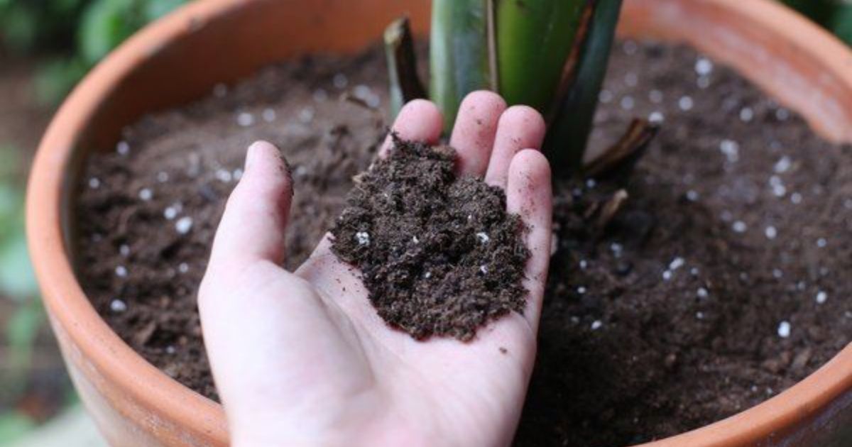 soil for bird of paradise plant