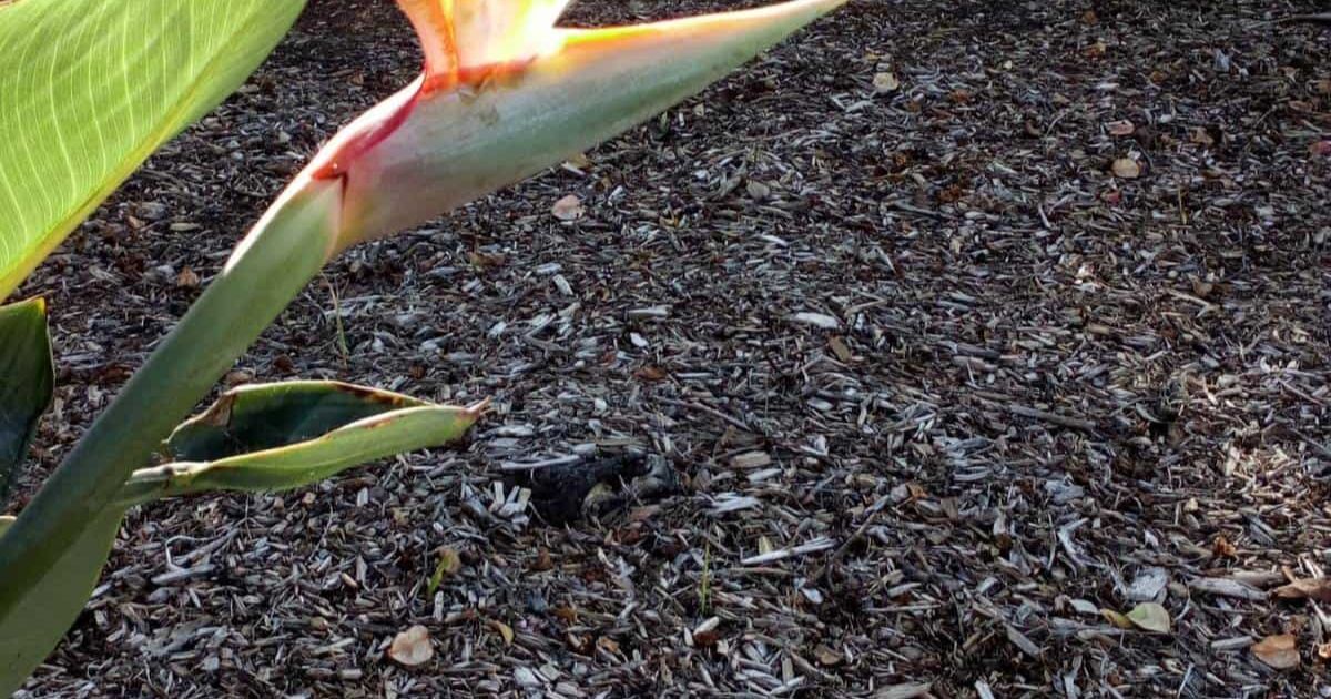 soil for bird of paradise plant