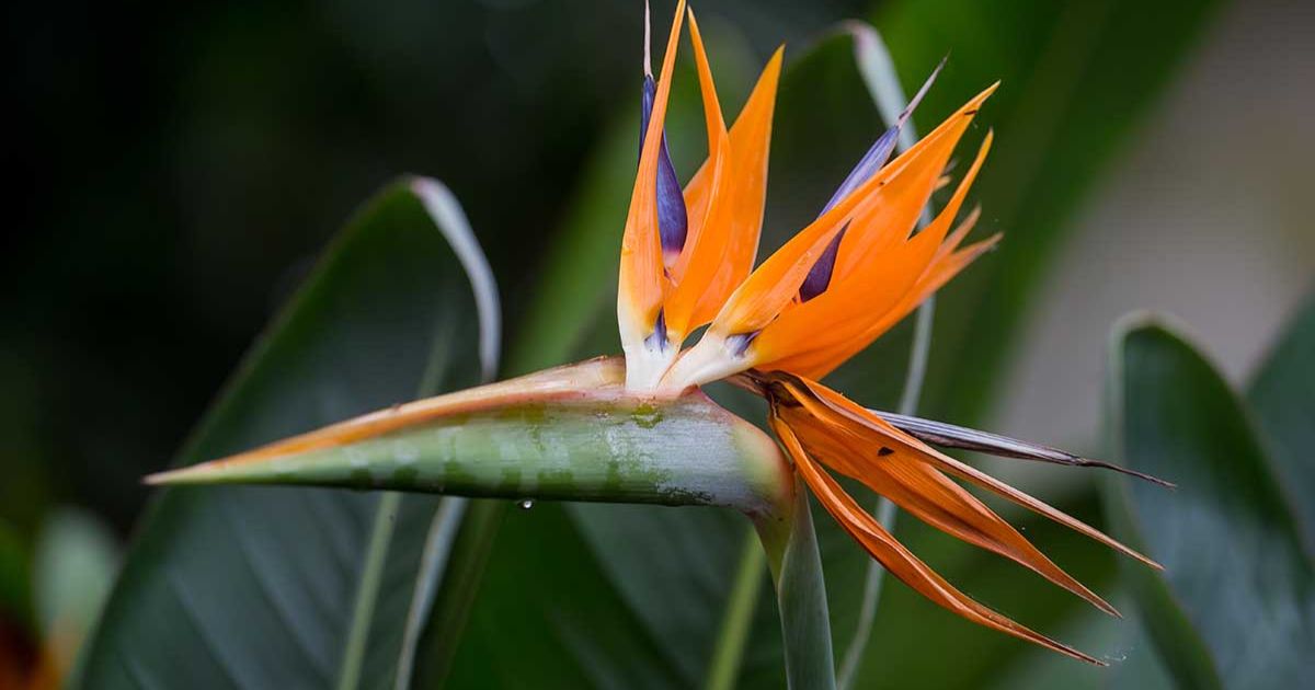 soil for bird of paradise plant
