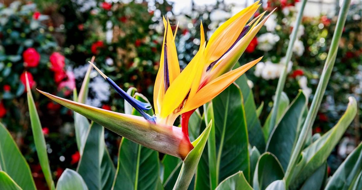 soil for bird of paradise plant