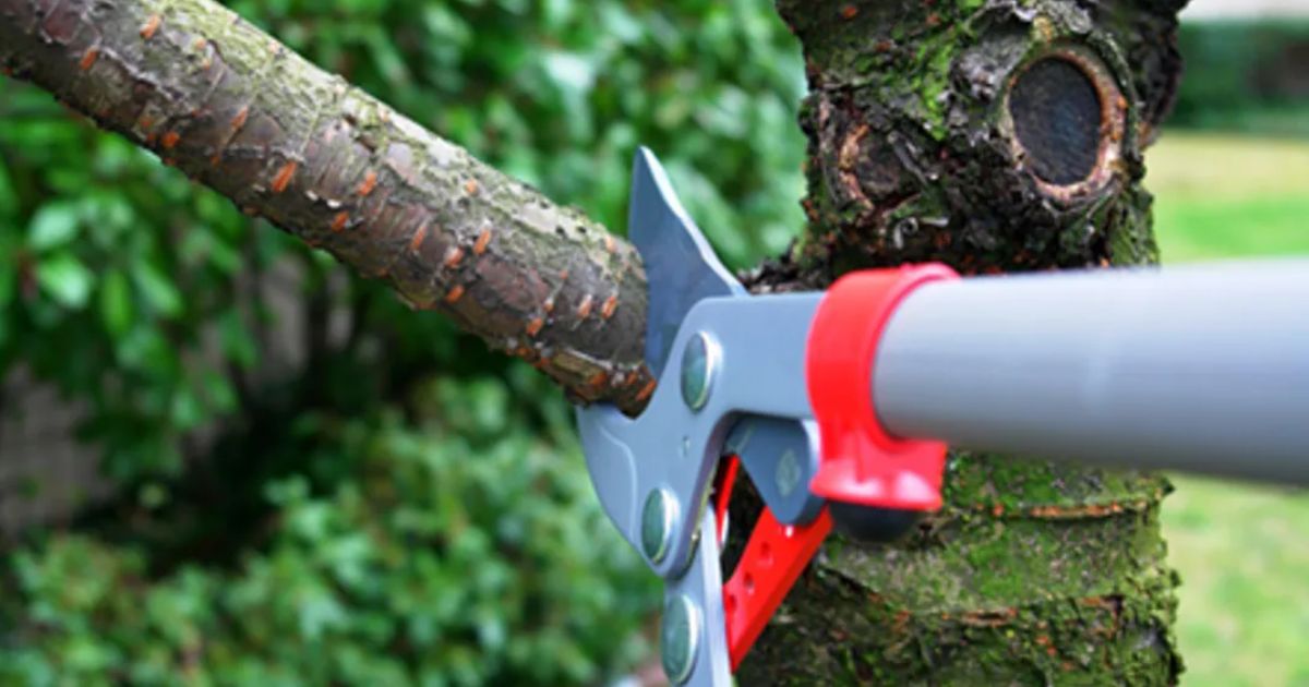 how to cut a tree back