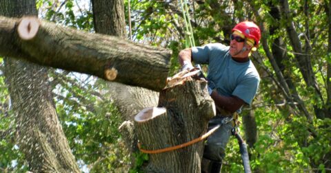 how to cut a tree back
