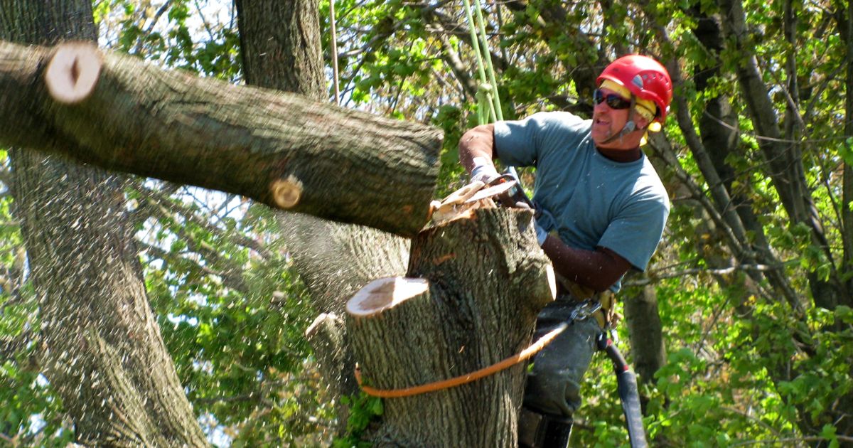 how to cut a tree back