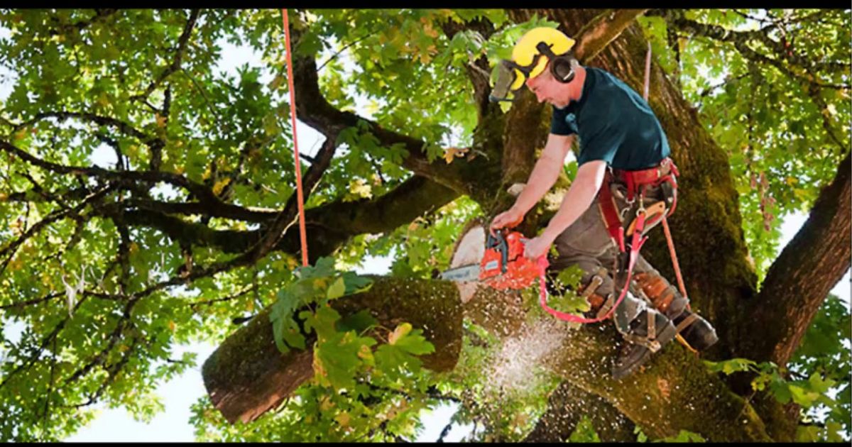 how to cut a tree back