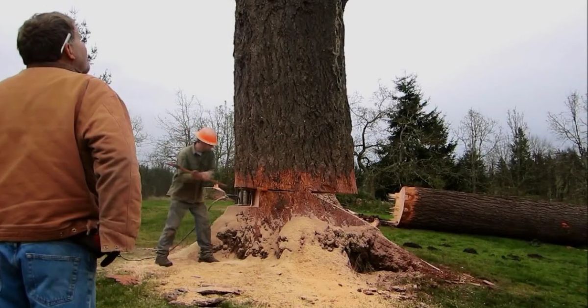 how to cut a tree back