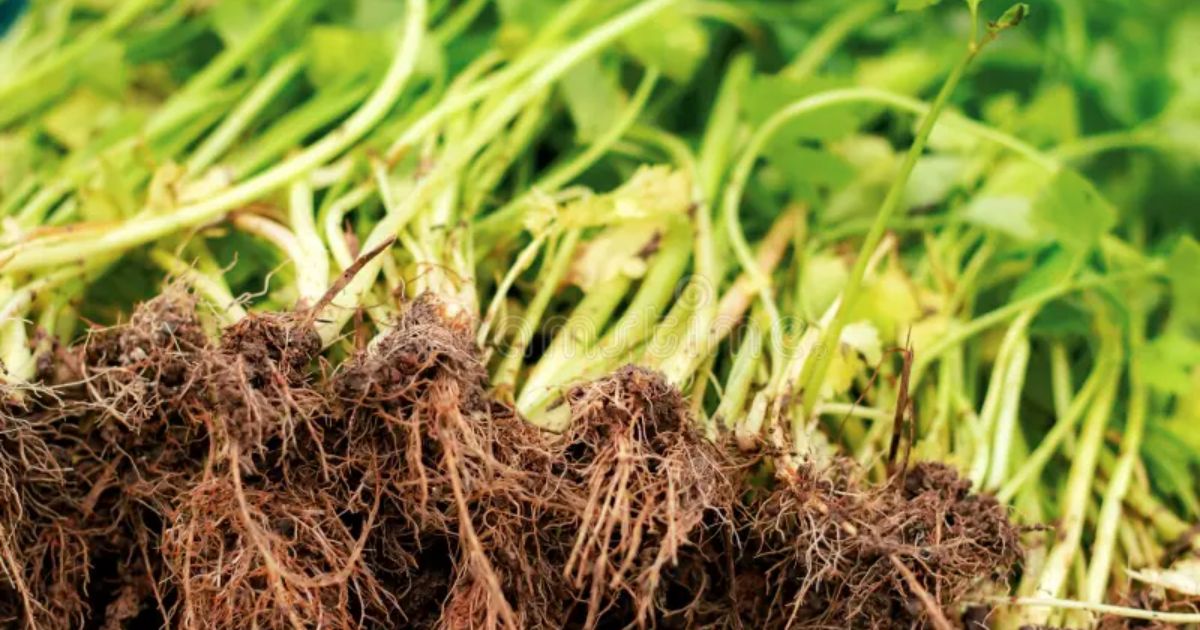 mycorrhizal fungi and plant roots