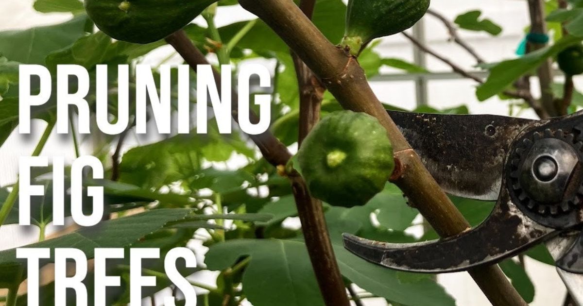 pruning fig trees for fruit