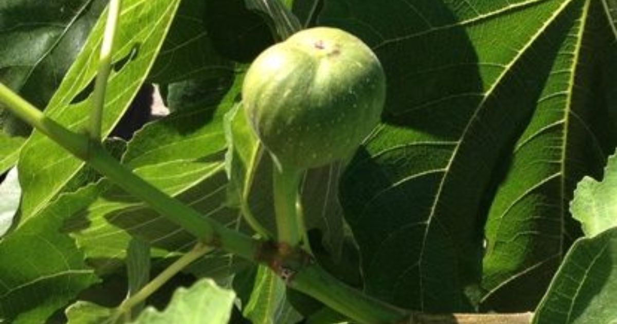 pruning fig trees for fruit