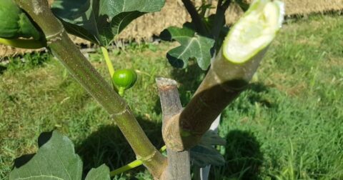 pruning fig trees for fruit