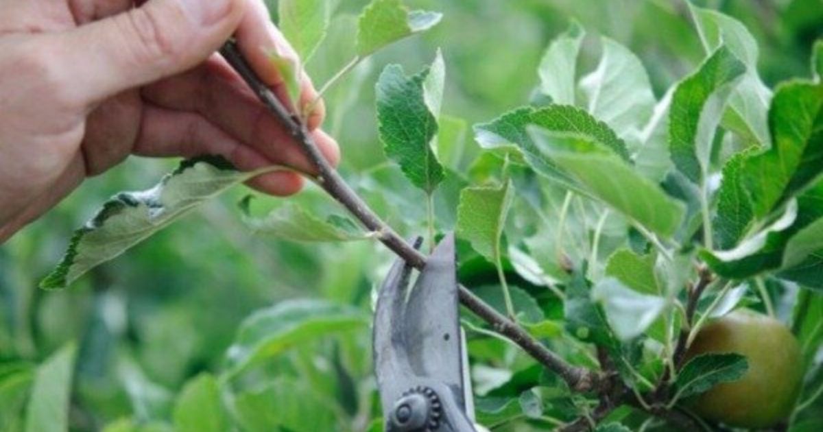 pruning fig trees for fruit