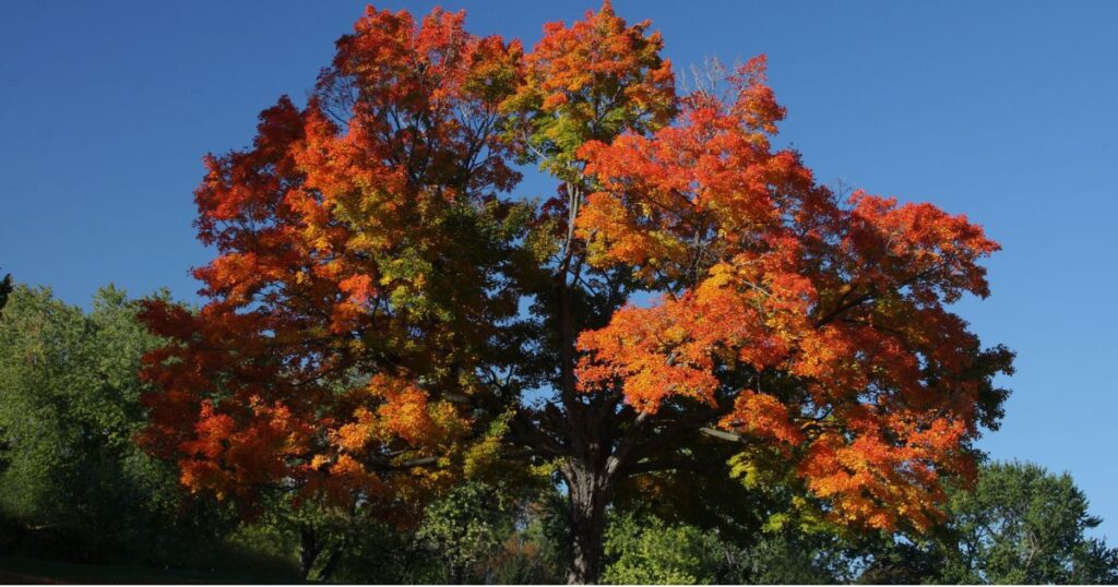 pictures of maple tree diseases