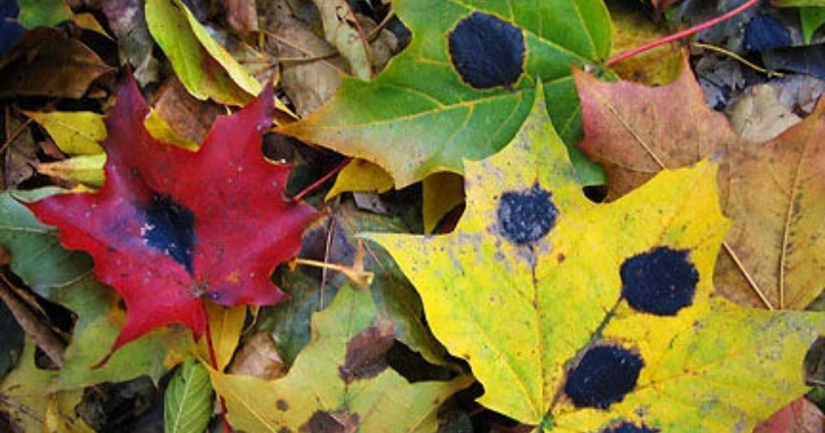 pictures of maple tree diseases