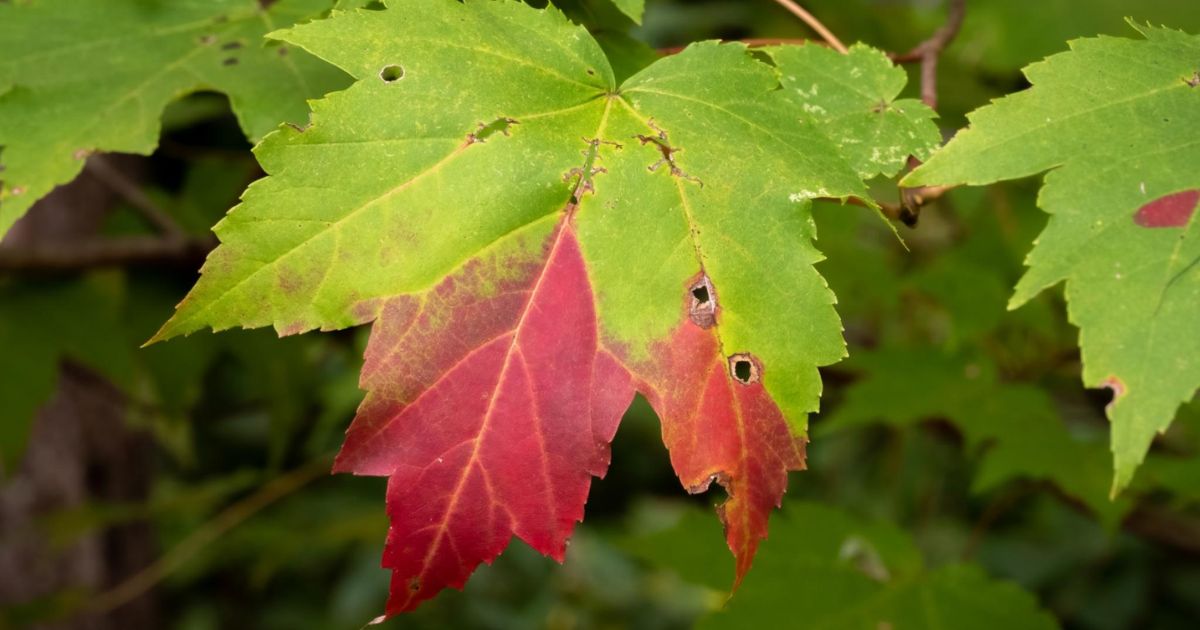 pictures of maple tree diseases