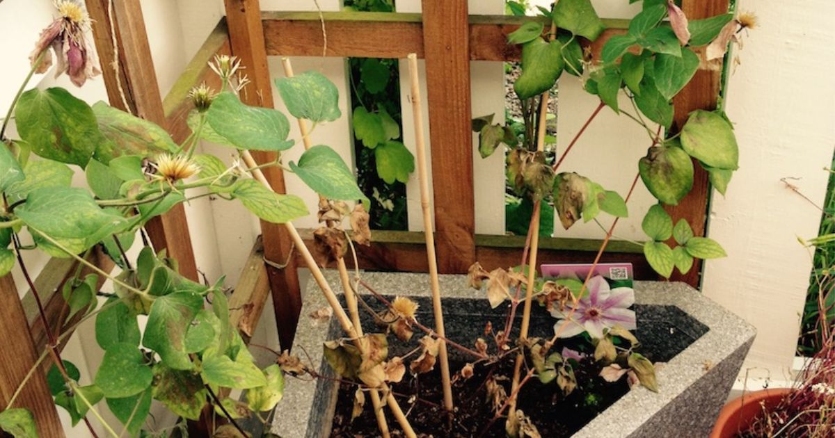 How to Treat Clematis wilt