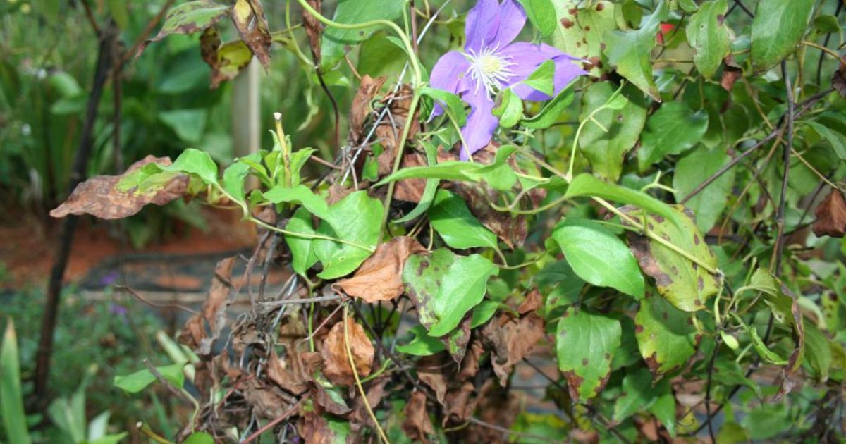 How to Treat Clematis wilt
