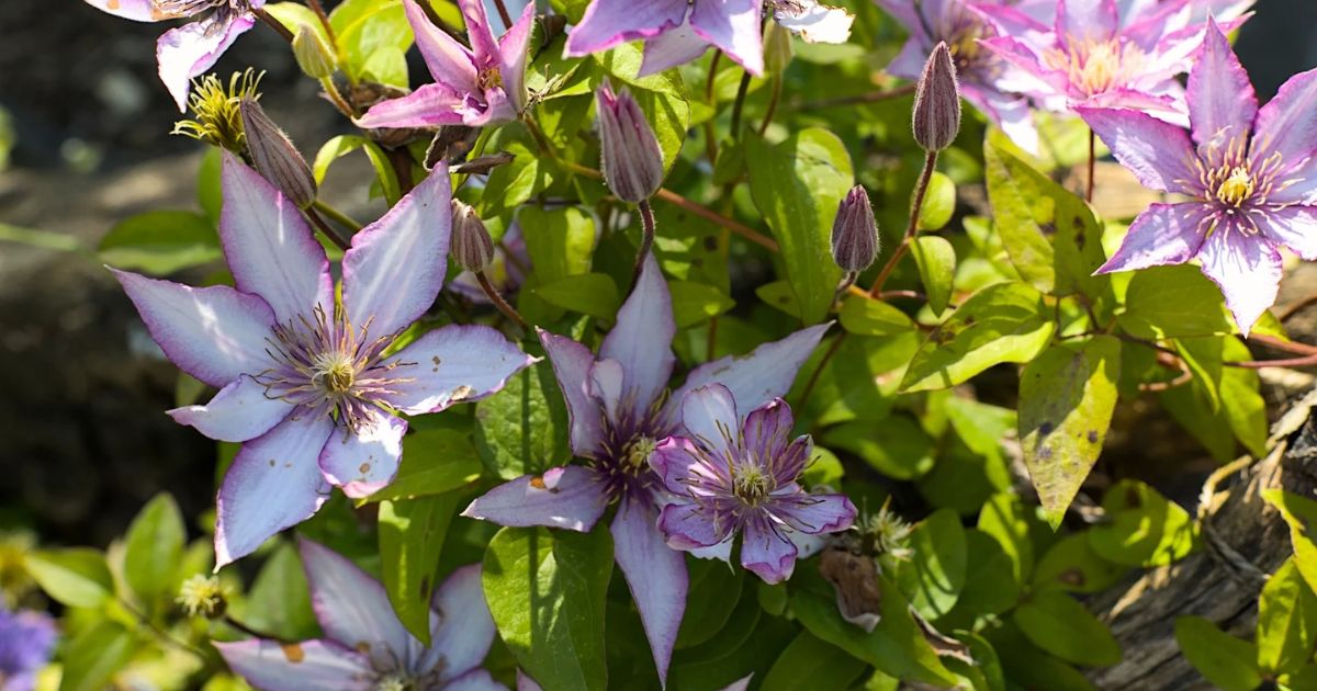 How to Treat Clematis wilt