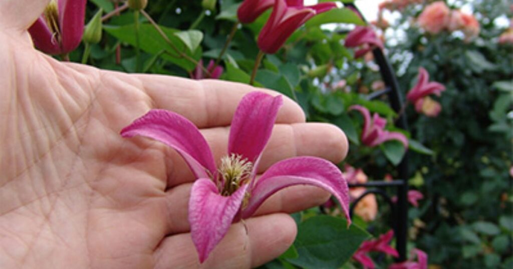 How to Treat Clematis wilt