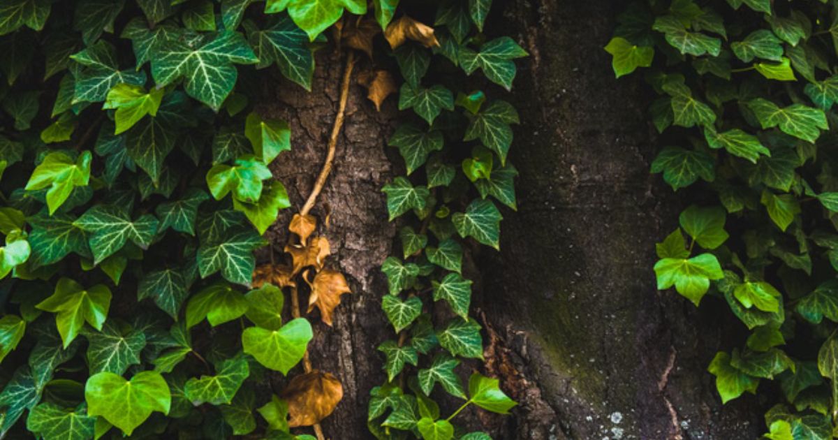 how to take care of an ivy plant