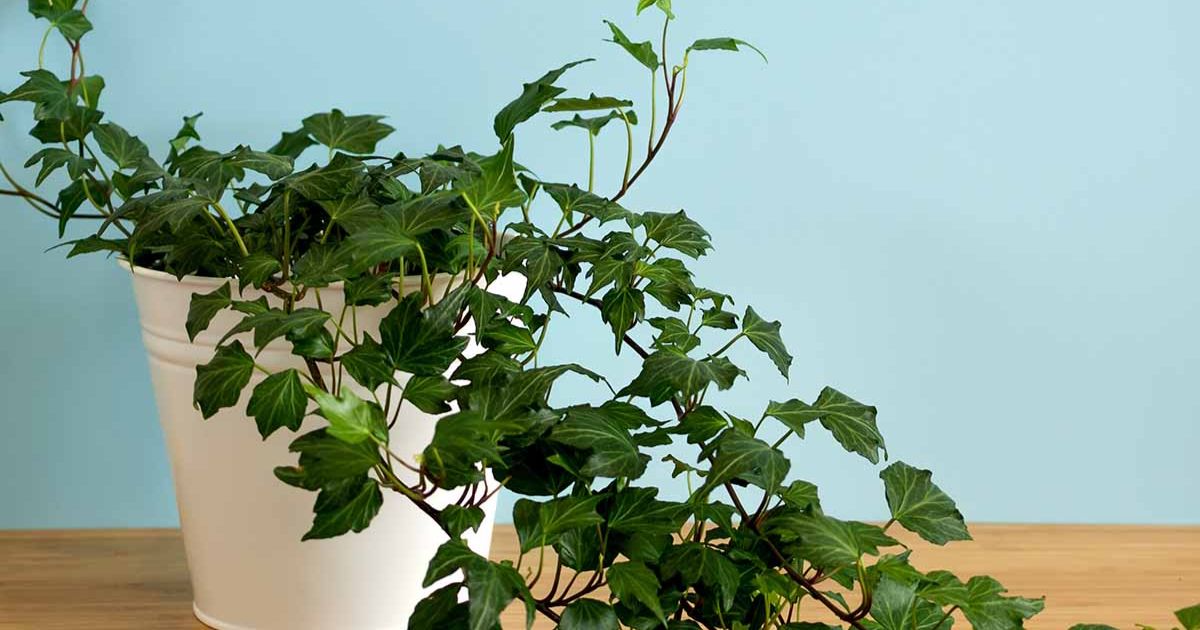 how to take care of an ivy plant