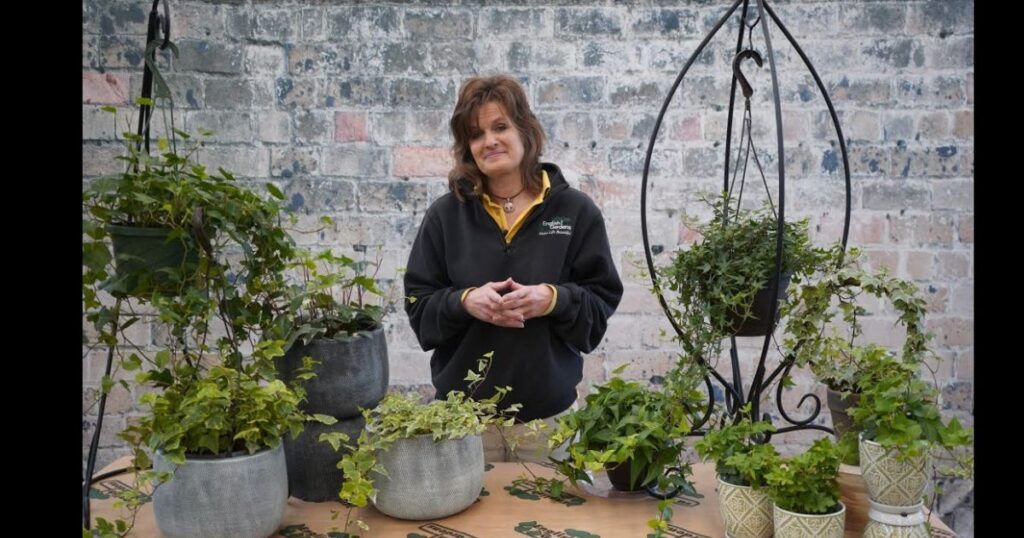 how to take care of an ivy plant