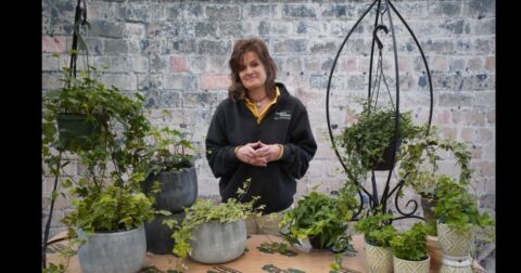 how to take care of an ivy plant