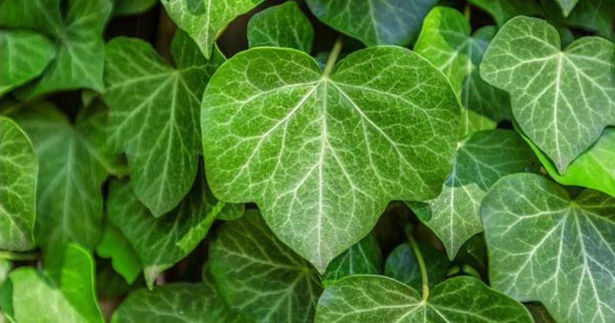 how to take care of an ivy plant
