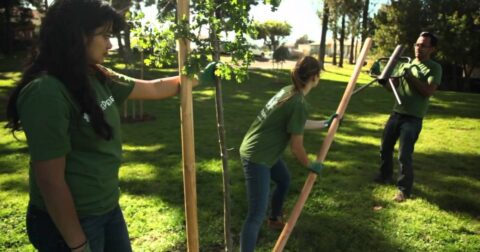 how to stake a tree that is leaning