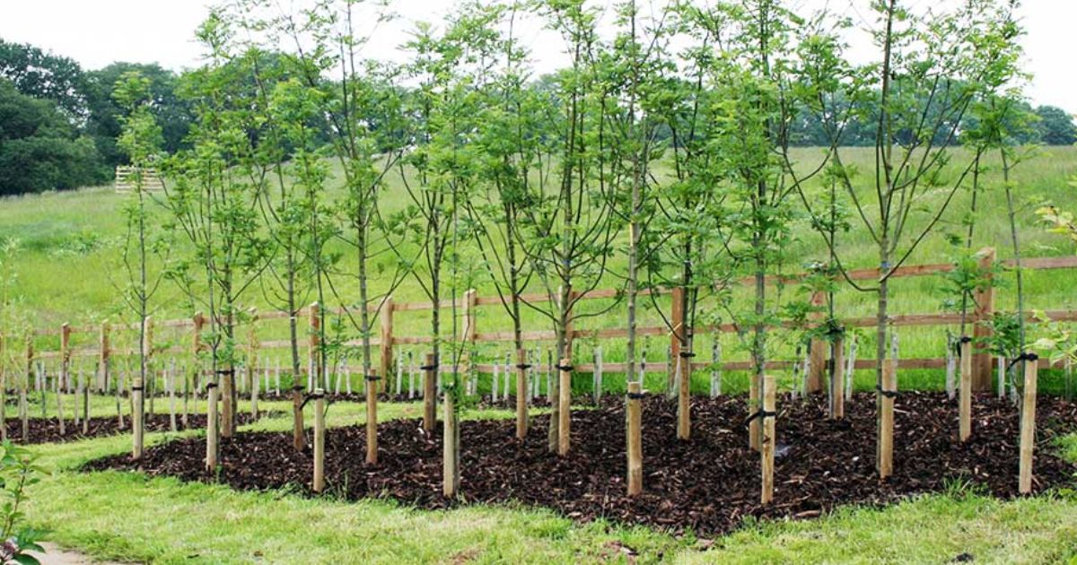 how to stake a tree that is leaning