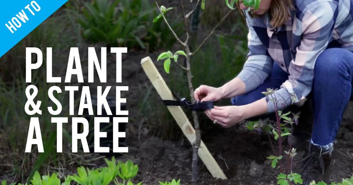 how to stake a tree that is leaning