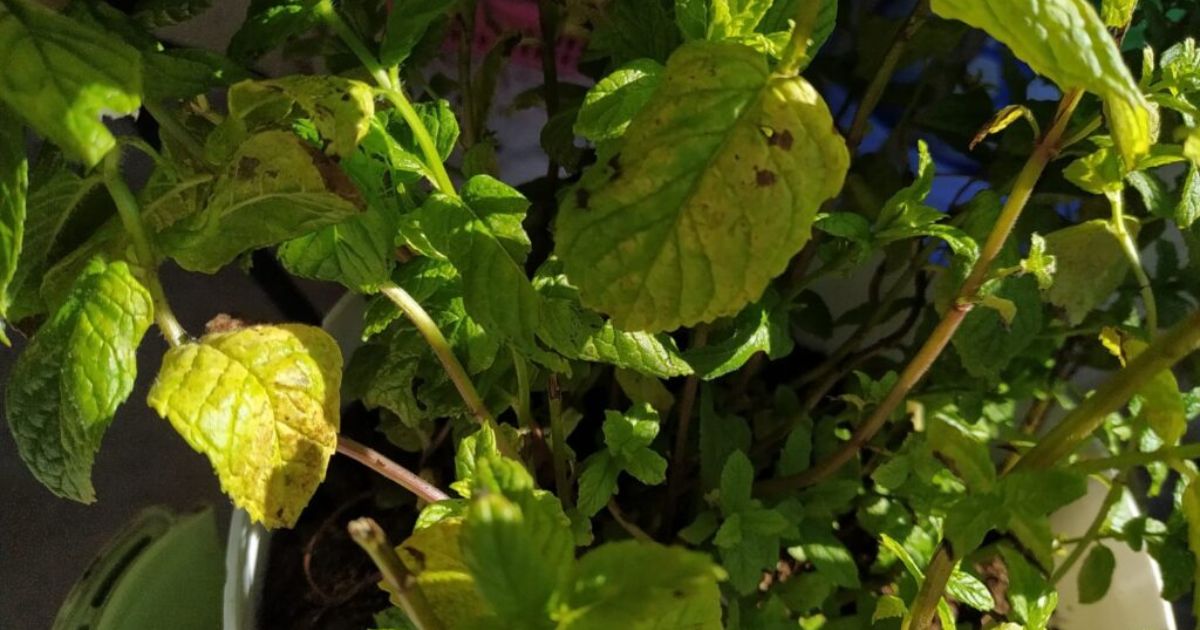 black spots on lantana leaves