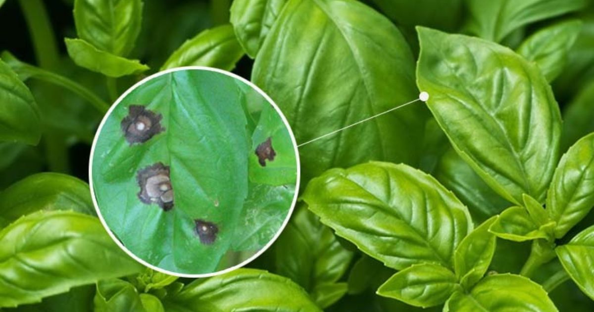 black spots on lantana leaves