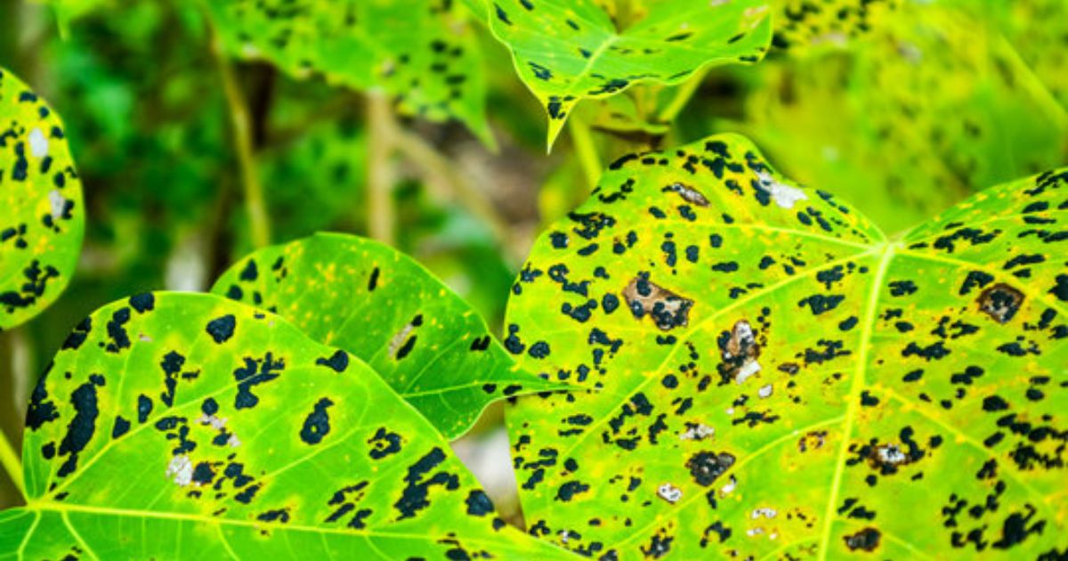 black spots on lantana leaves