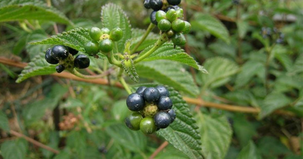 black spots on lantana leaves