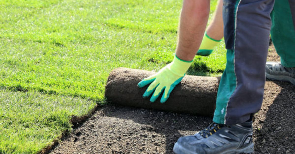 how to lay down turf