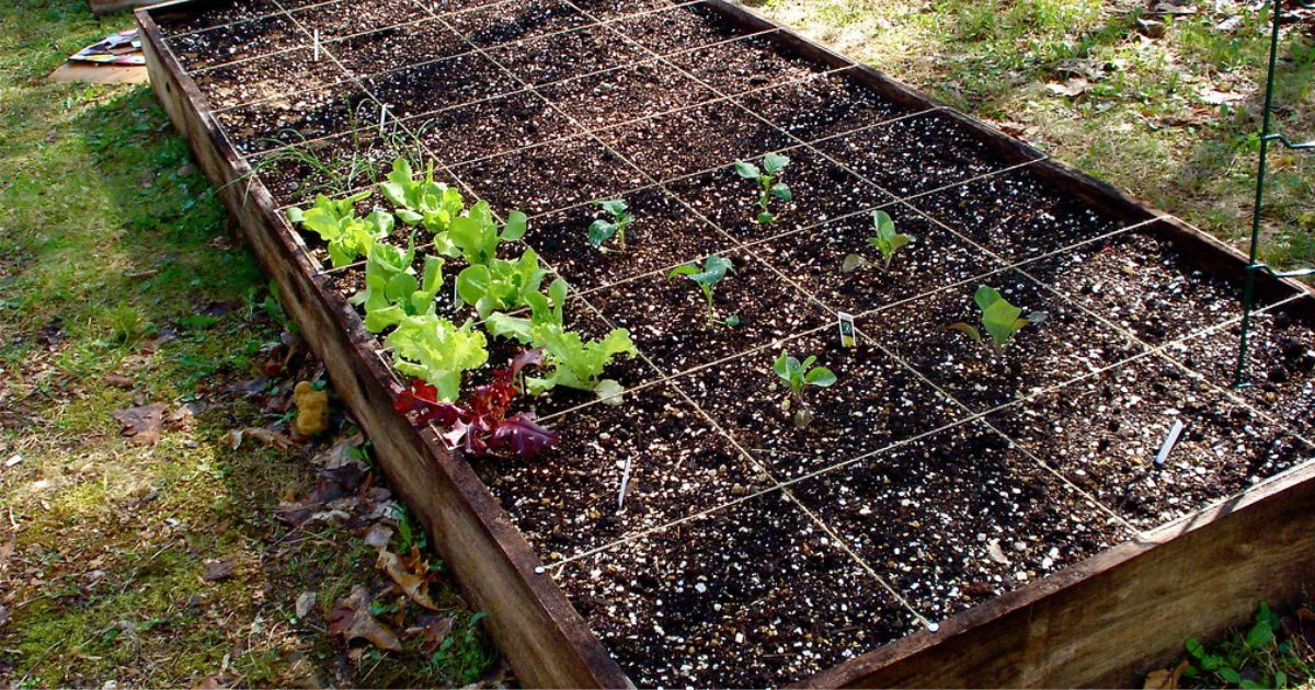 organic garden soil for raised beds