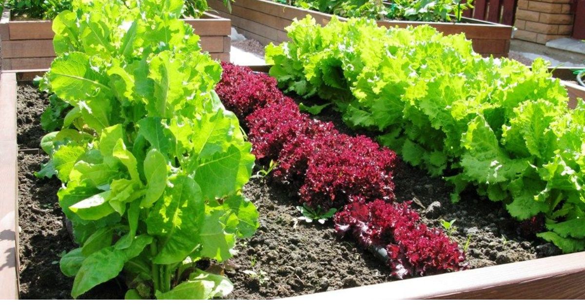 organic garden soil for raised beds